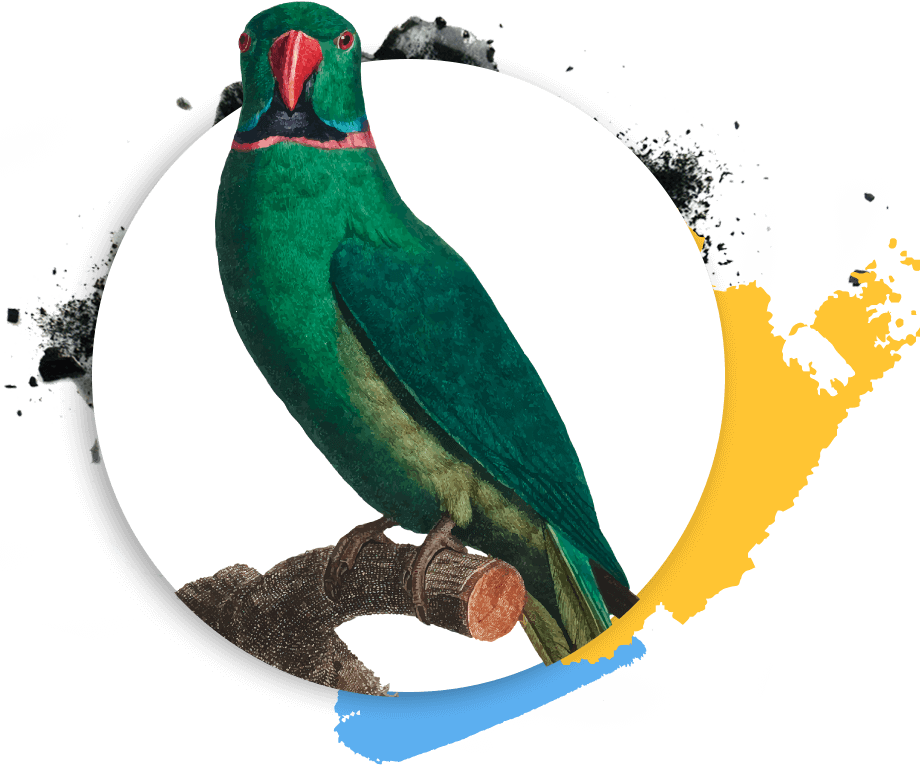 https://www.ustunzekalilaruzmani.com/wp-content/uploads/2019/03/Psittaciformes.png